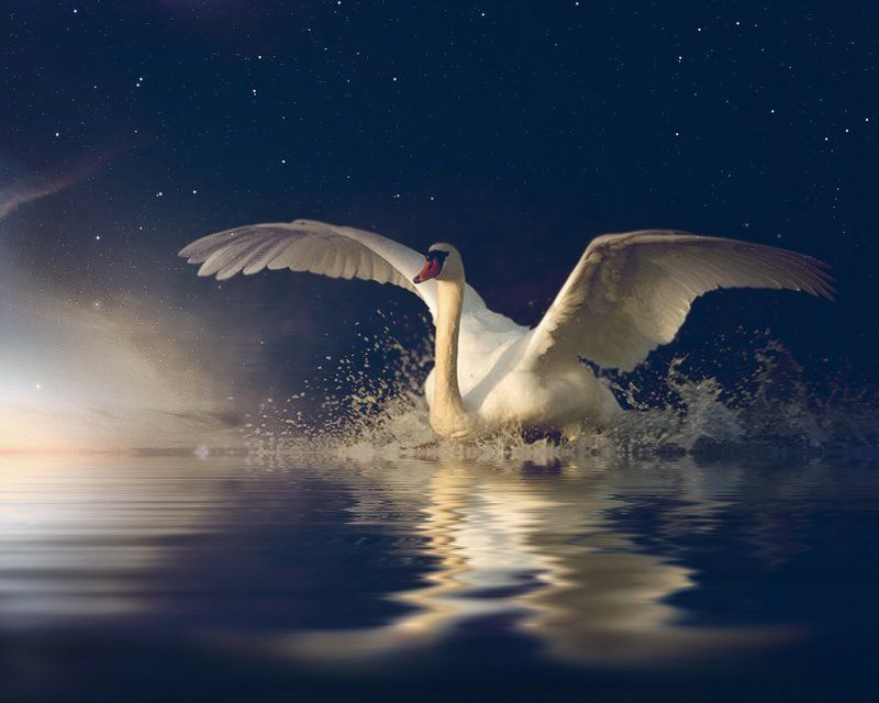 Брызги, Лебедь, Небо, Ночь, Озеро **** фото превью