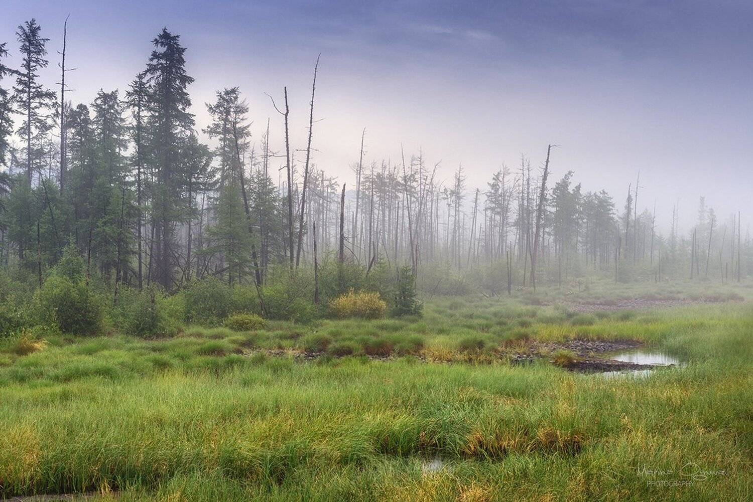 Болото, Лес, Туман, Марина Огнева