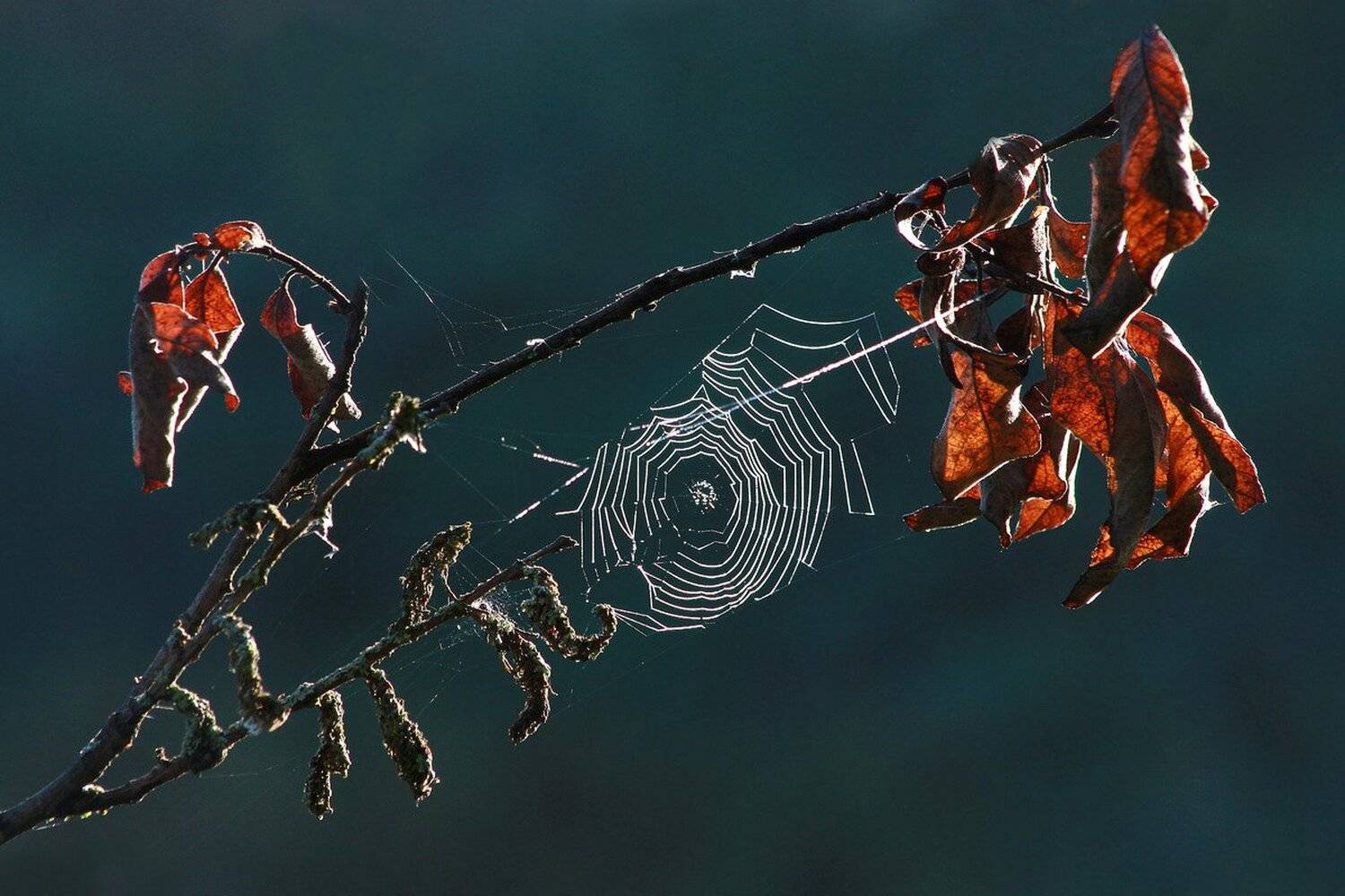 осень, паутинка, Свистков Александр