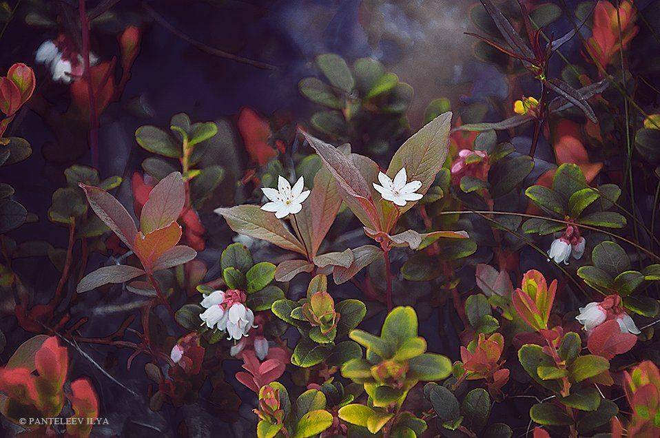 , Пантелеев Илья