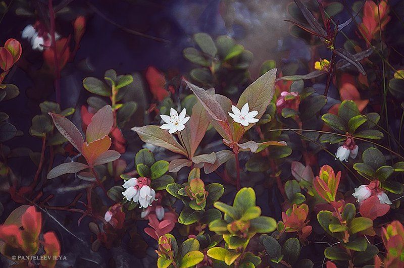 *** фото превью