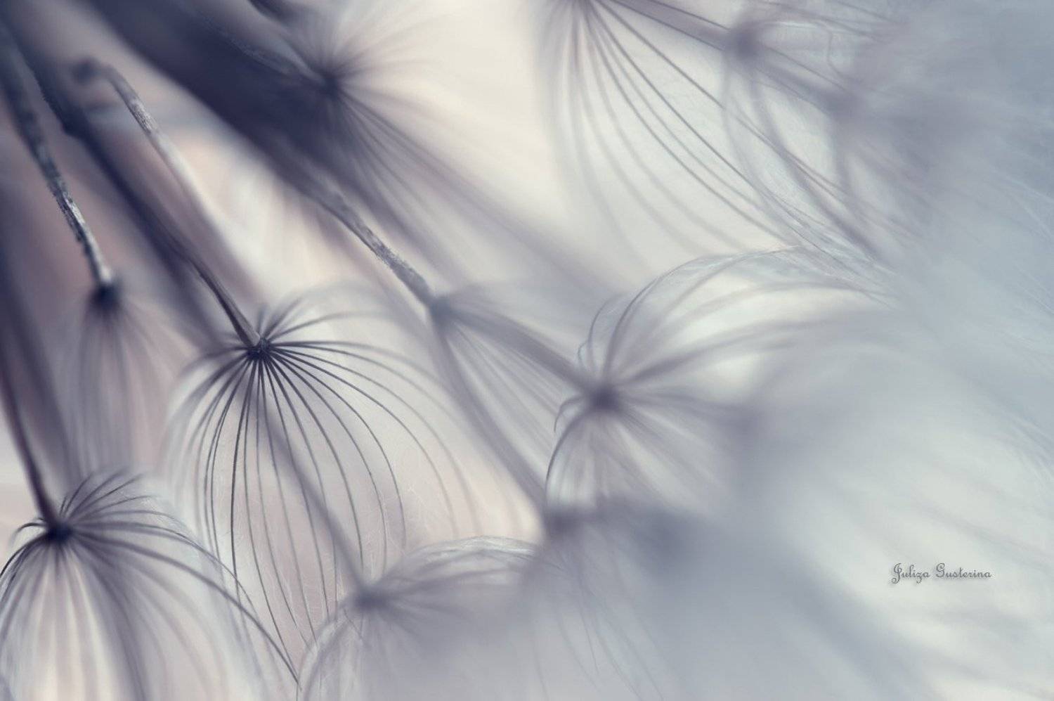 , Юлия Густерина