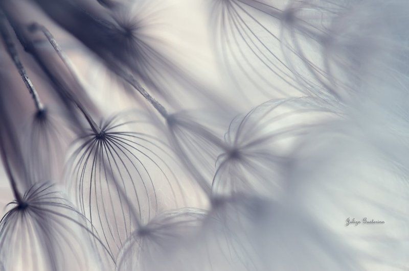 мир пушинок фото превью