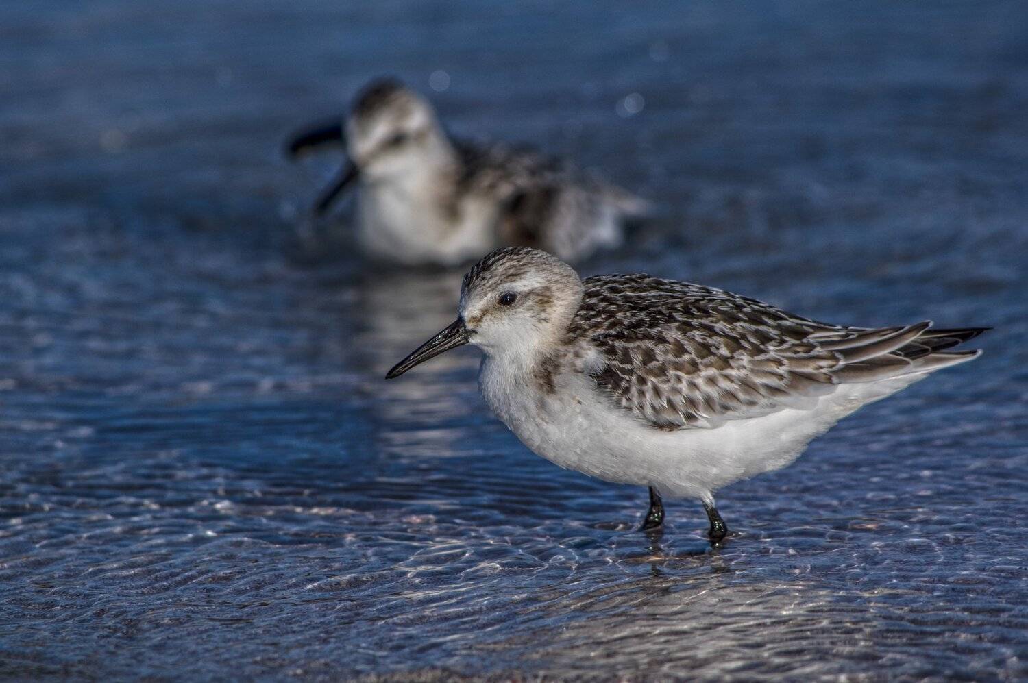 Animals, Birds, Jacek