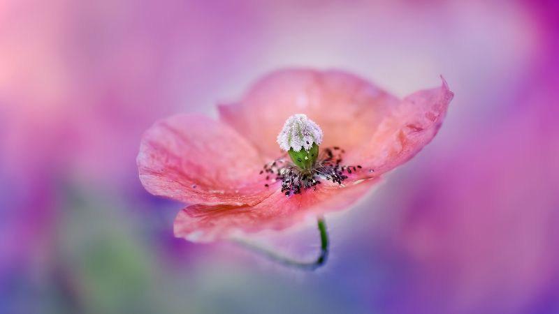 Natura Magica фото превью