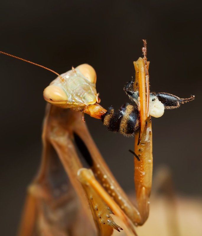 * фото превью