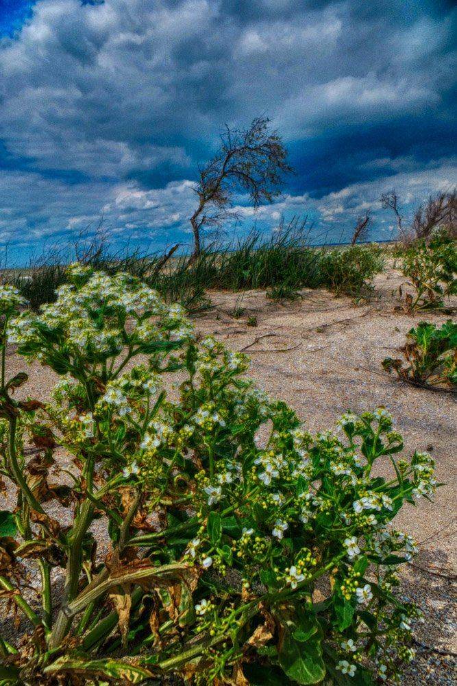 , Николай Шелепов