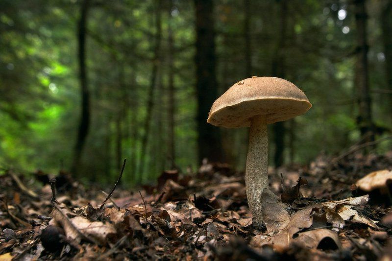 грибы, лес, подберёзовик, ложные опята, мухомор По грибы фото превью