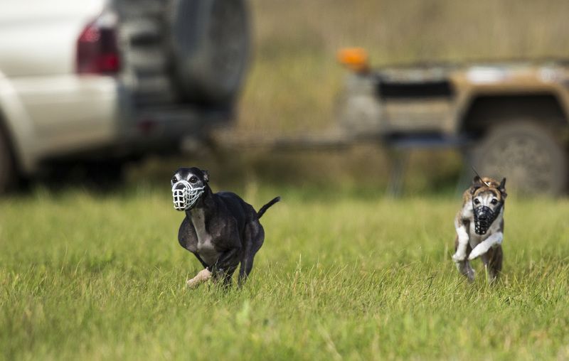 Собачьи бега фото превью