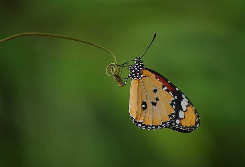 sultan фото превью