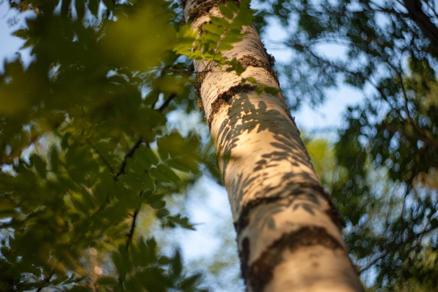 TREE COLOUR, Ольга Шуть