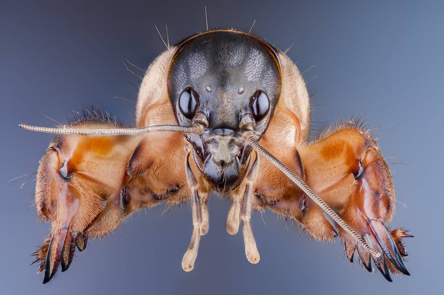 macro insect wildlife, ნიკოლოზ მესხი
