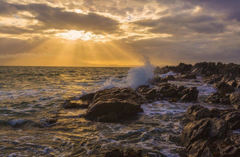 Чайки! фото превью