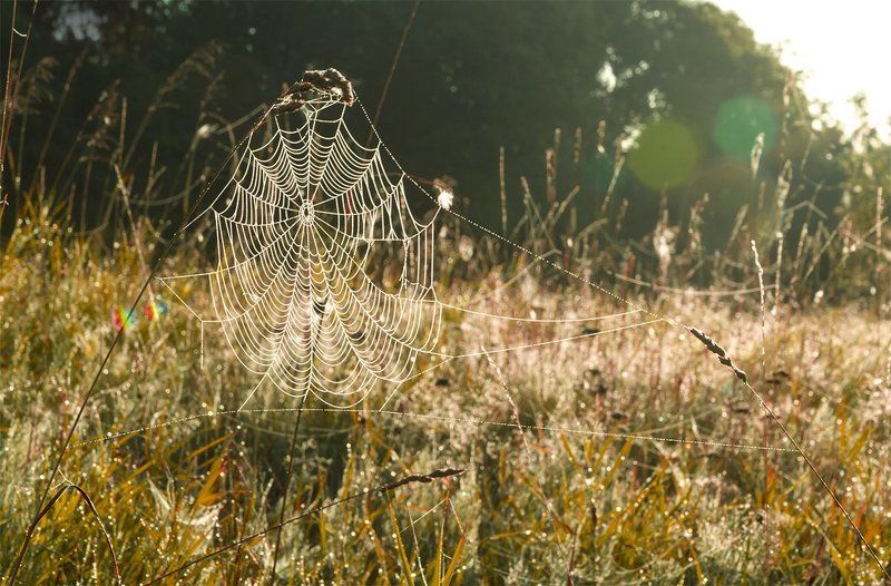2015, D3100, Nikon, Август, Лето, Паутина, Природа, Рассвет, Роса, Россия, Смоленская область, Солнце, Угра, Утро Про паутинку фото превью