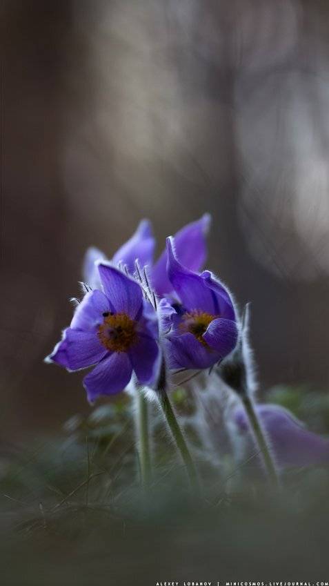 , Алексей Лобанов