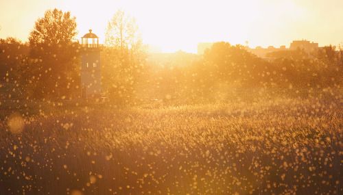 Золотые краски