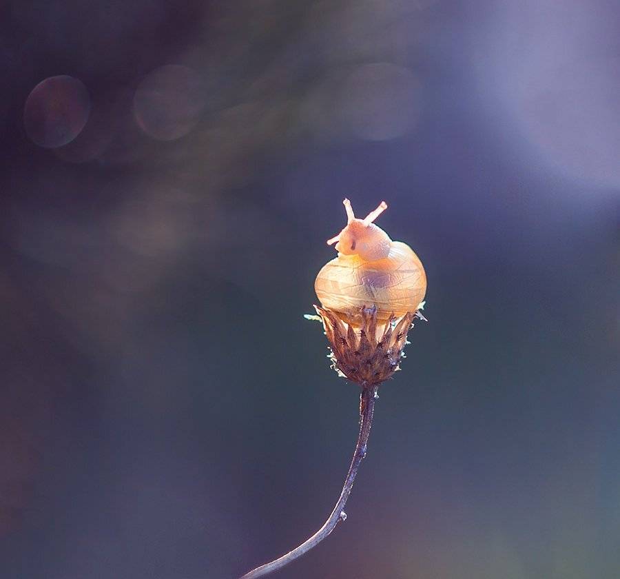 , Pawel Plucinski