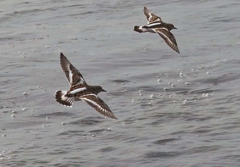 #** фото превью