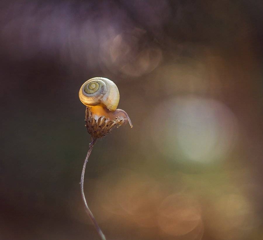 , Pawel Plucinski