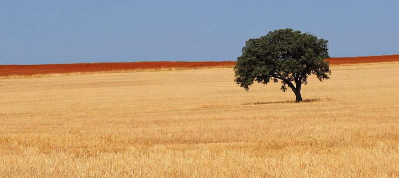 знойный испанский мотив 2 фото превью