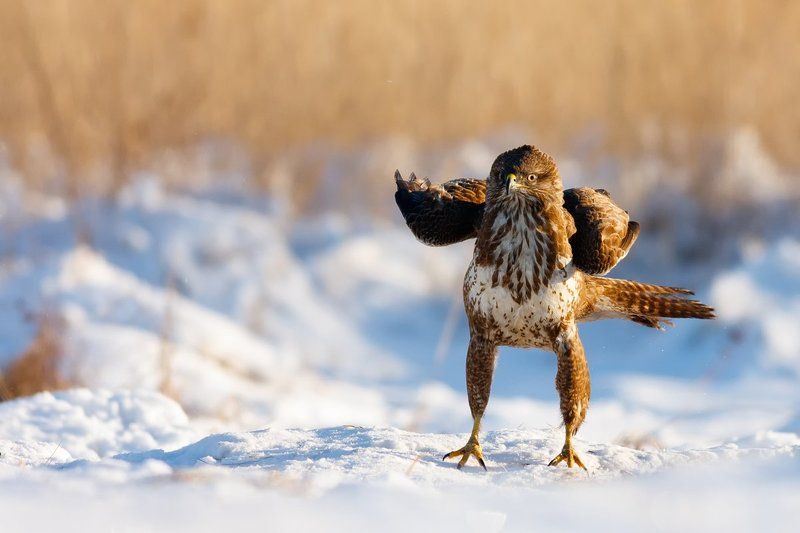 Buteo buteo фото превью