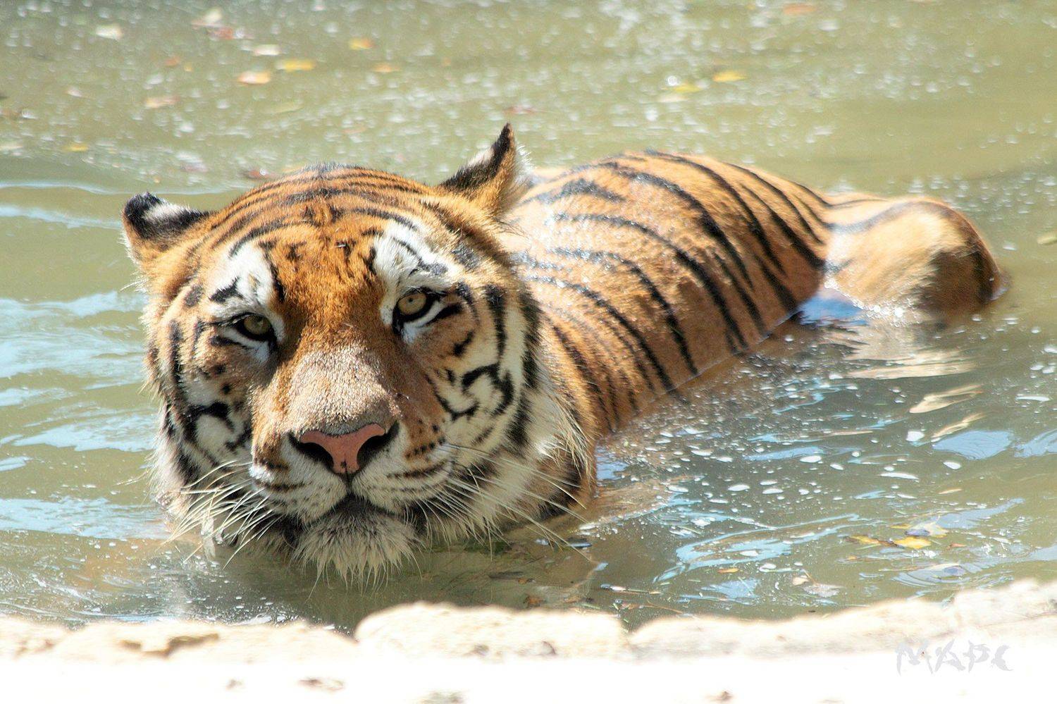 , Шангареев Марс