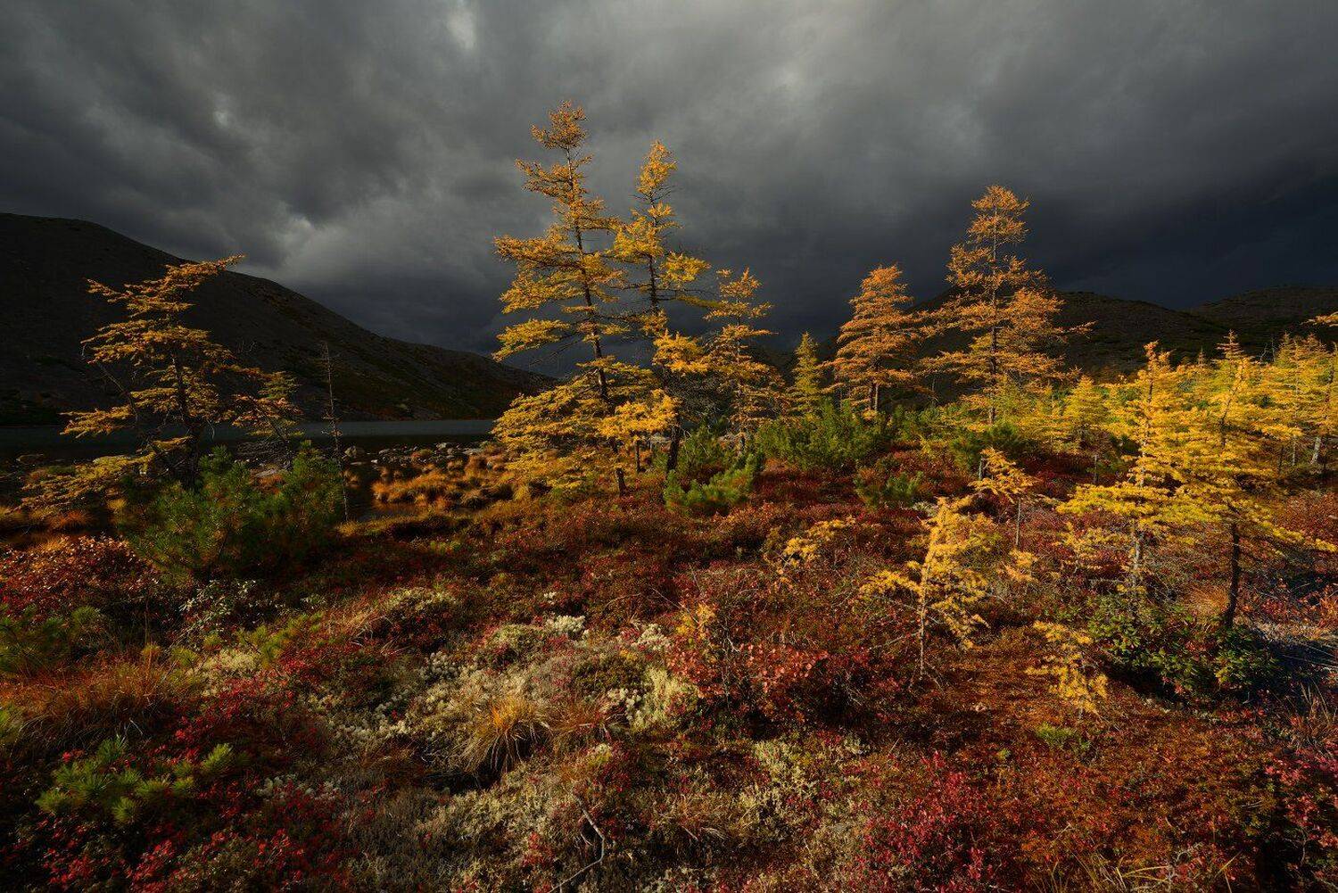 , Максим Евдокимов ( www.wildphotorus.ru )