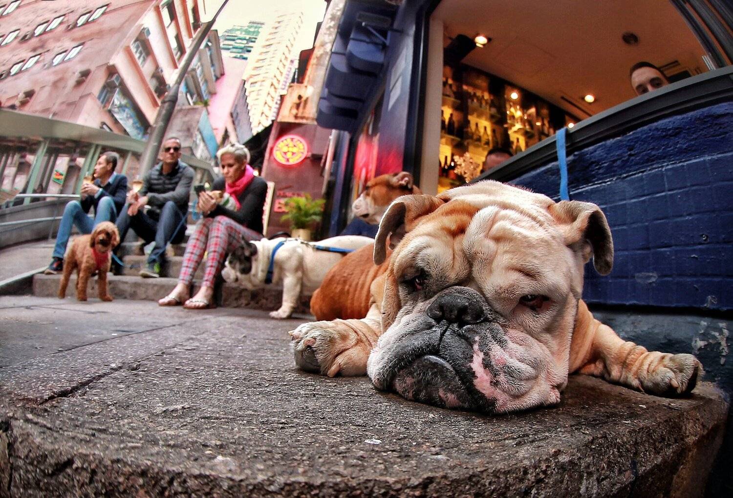 Собака, бульдог, стрит, Roman Mordashev