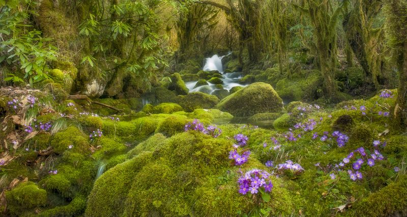 Spirit of spring фото превью