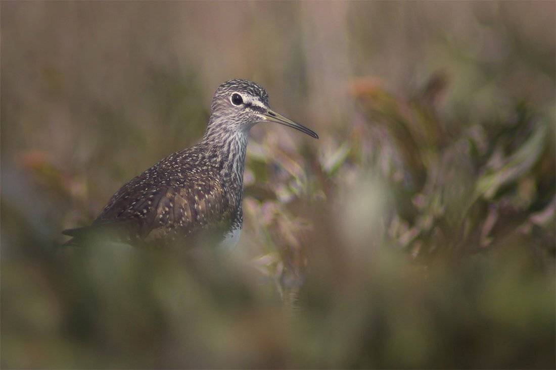 , Евгени Стефанов