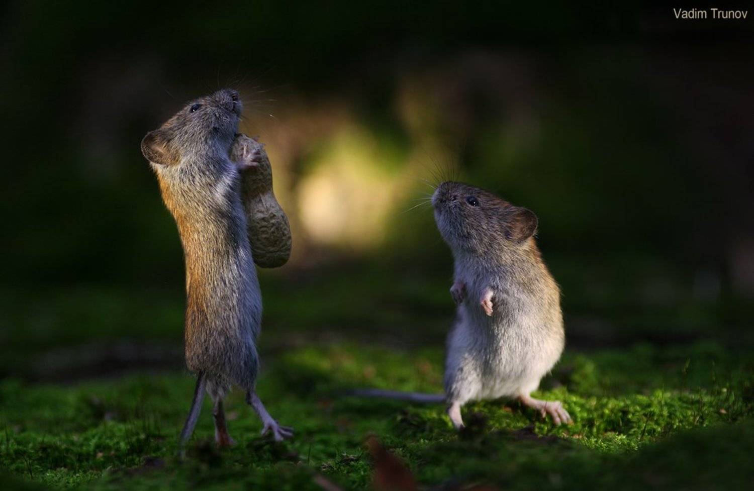 , Вадим Трунов