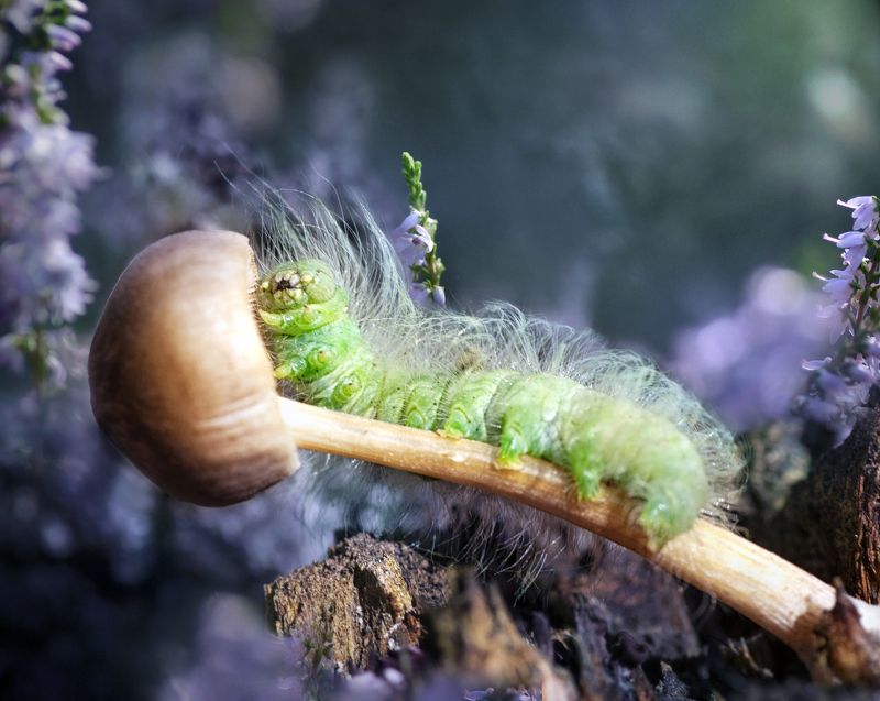 гусеница, гриб, макро *** фото превью