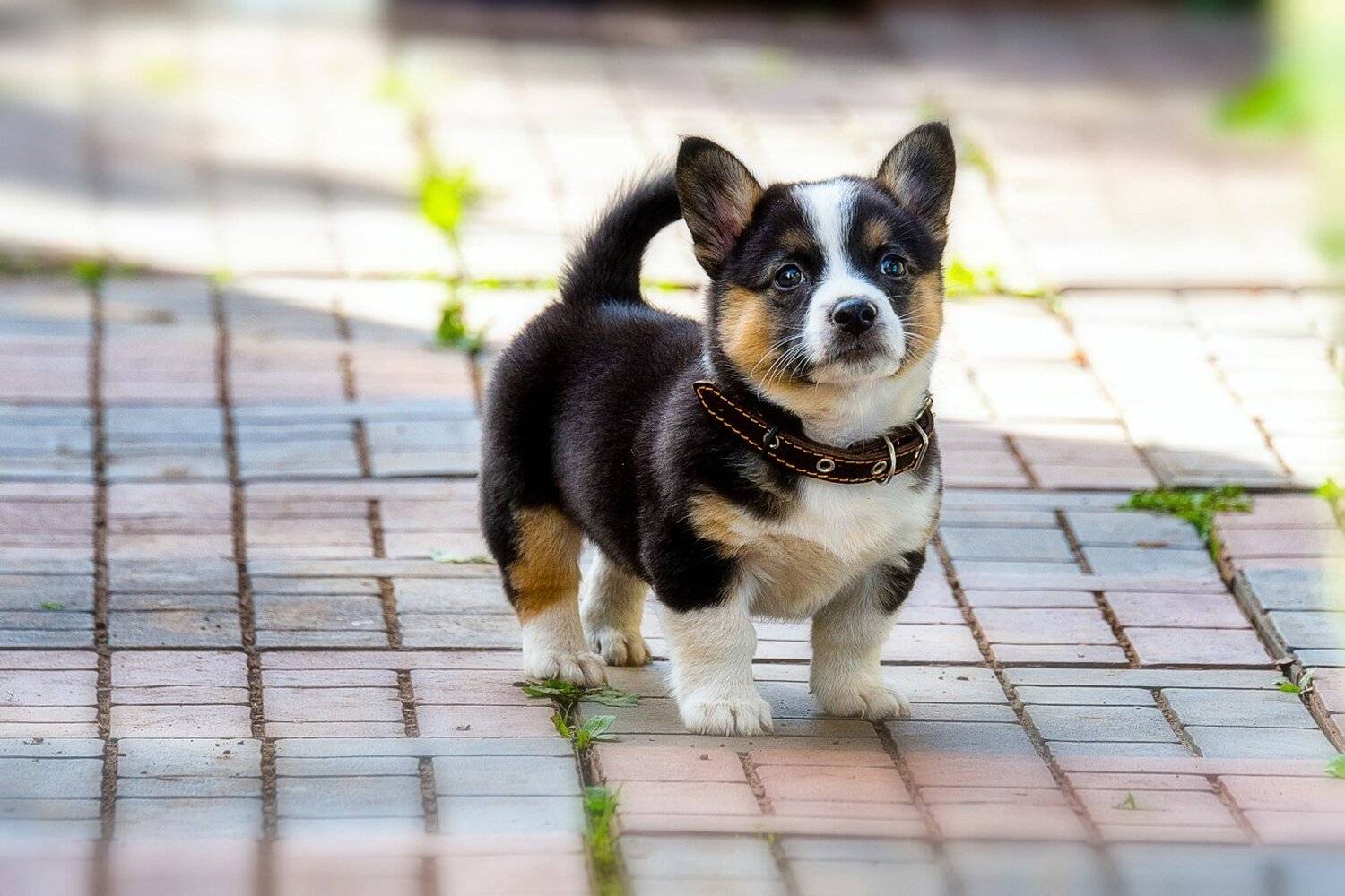 , Устюжанин Михаил