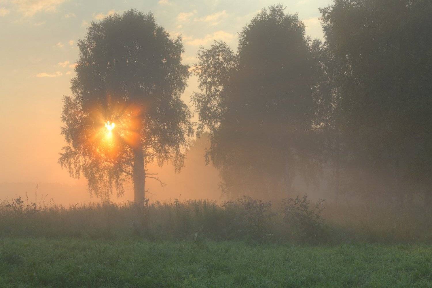 Деревья, Красота, Лето, Лучи, Небо, Пейзаж, Природа, Рассвет, Свежесть, Солнце, Туман, Утро, Артём Колупахин