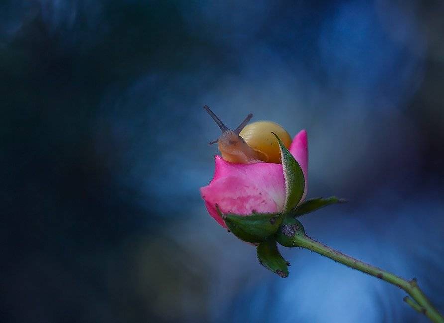 , Pawel Plucinski