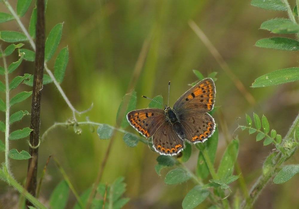 , Чепленко Алексей