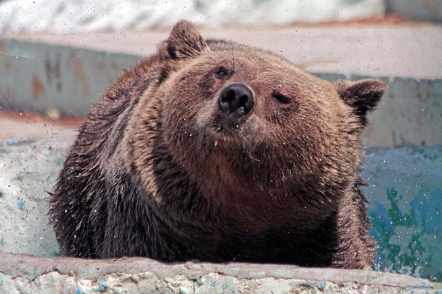 , Шангареев Марс