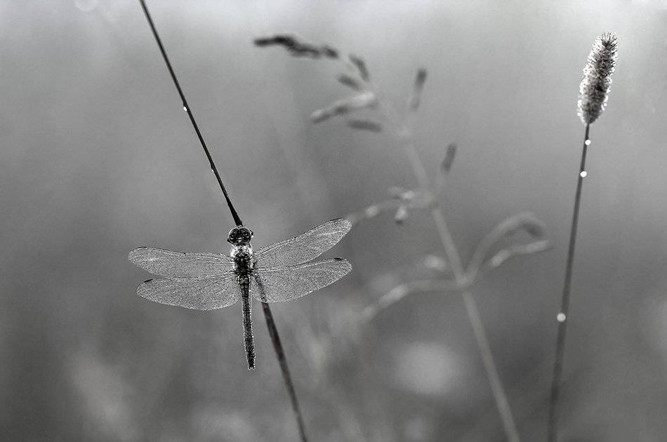 , Иваненко Светлана