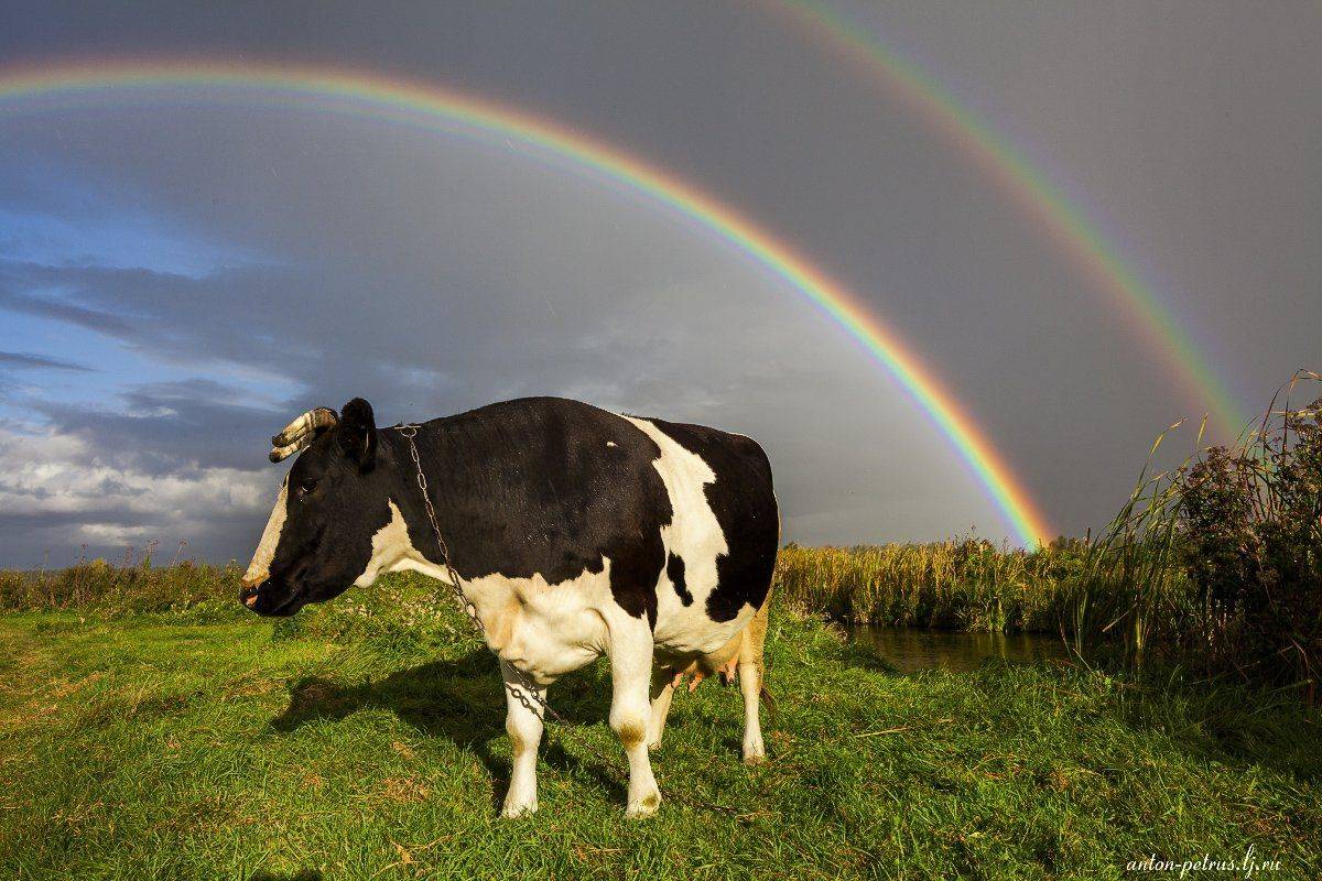 Барышевка, Корова, Радуга, Село, Антон Петрусь