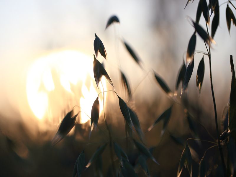 Закат, солнце, природа, трава, вечер На закате фото превью