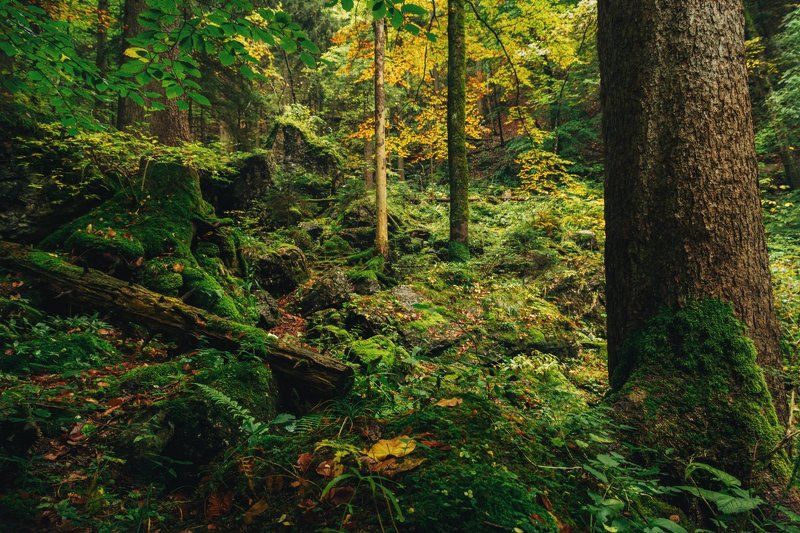 Альпы, Горы, Лес, Осень Альпийский лес дышит осенью фото превью