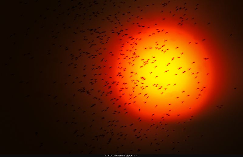 飞蚊映日 фото превью