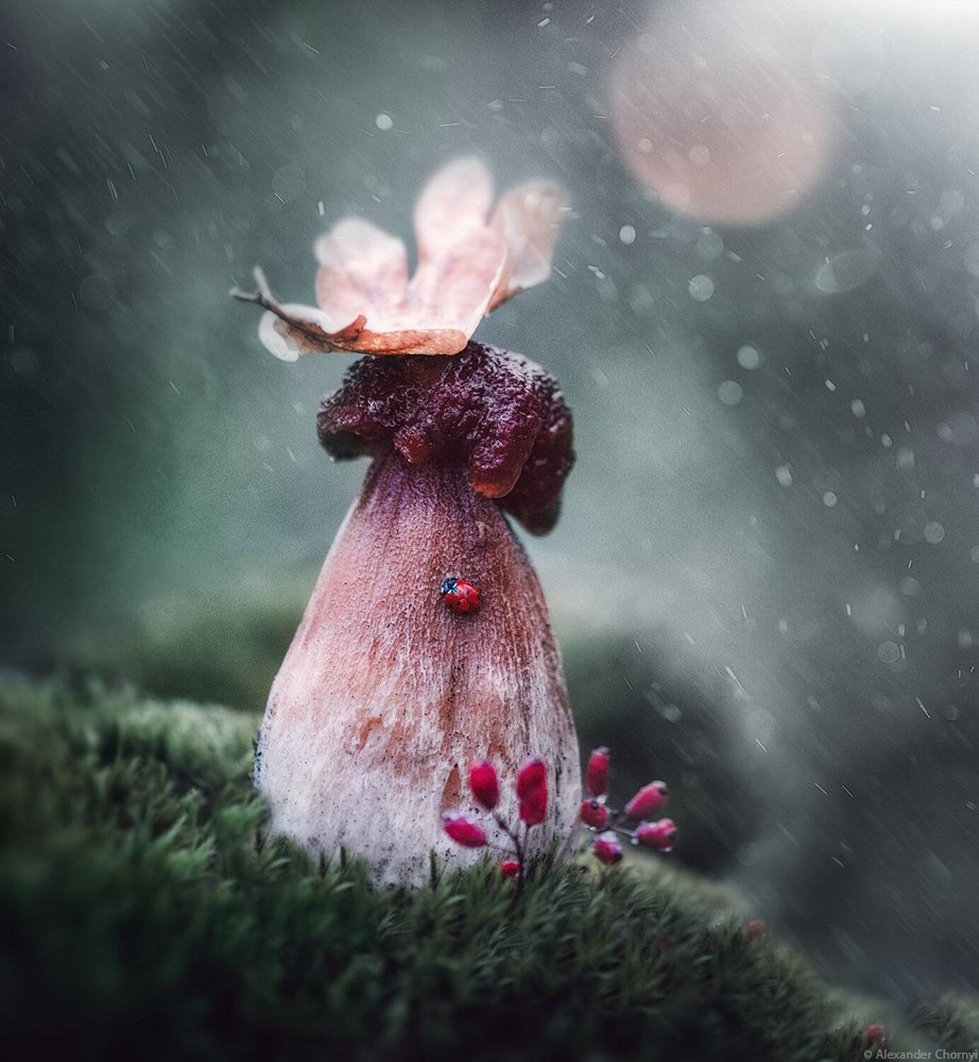 Гриб, Грибной дождь, Дождь, Коростышев, Лето, Украина, Александр Чорный