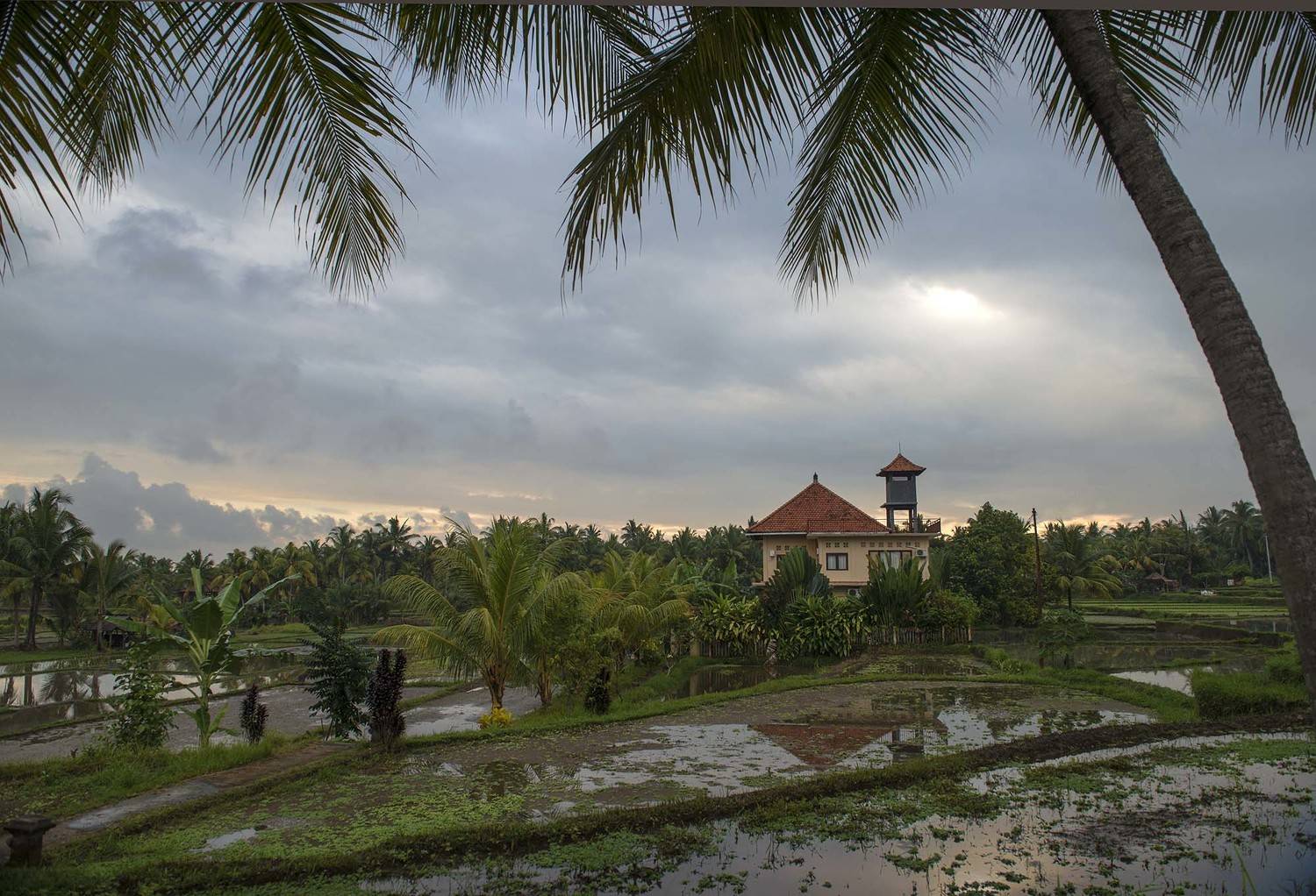 рисовые террасы, убуд, бали, тропики, пальмы, остров, Марина Мудрова