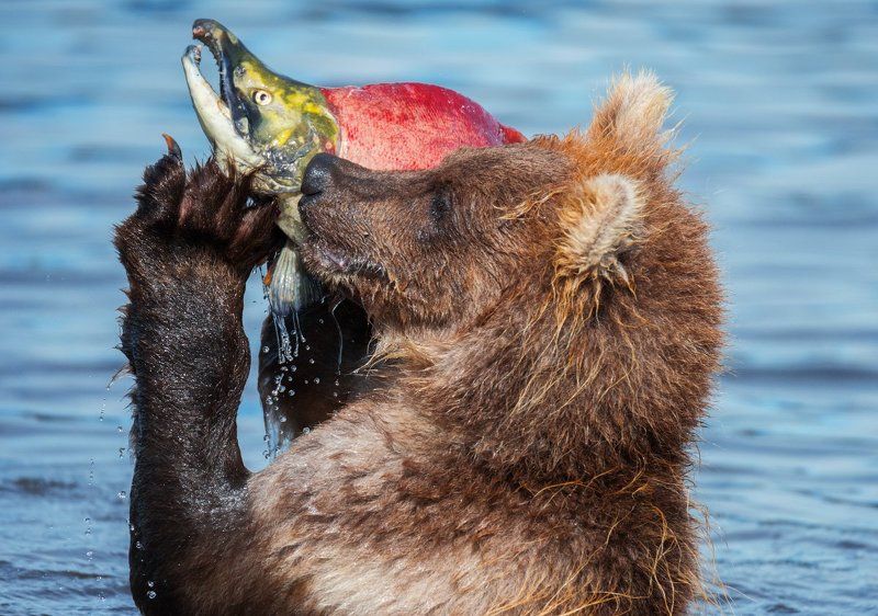 Дикая природа, Камчатка, Медведь, Медвежонок, Россия, Южно-камчатский заказник Оператор фото превью