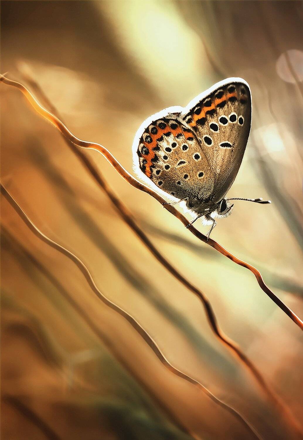 Бабочка, Блики, Крылья, Свет, Трава, Юрий Котов