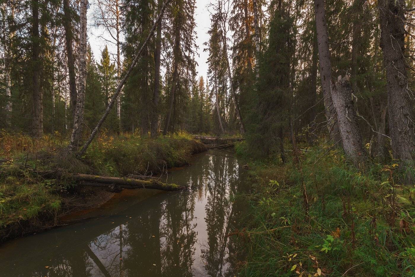 Коми, Лес, Печора, Игорь Подобаев