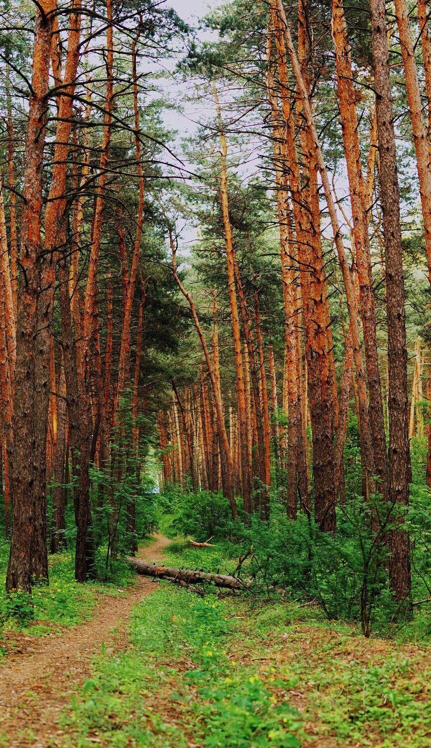 День, Деревья, Елки, Лес, Листья, Ствол, Юрий Котов