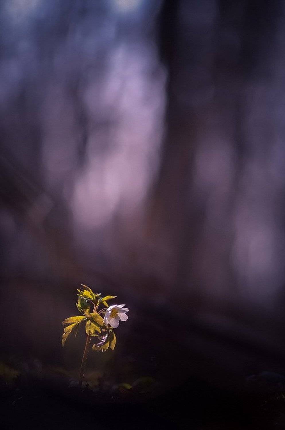 , Вячеслав Мищенко