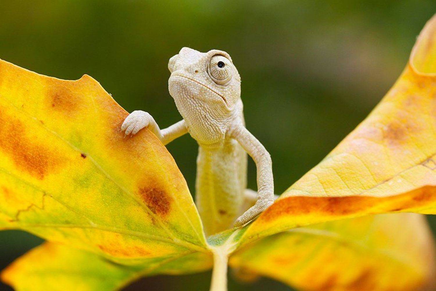 fall,autumn,nature,animal,canon,chameleon, mehmet